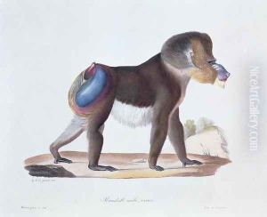 Old Male Mandrill, engraved by Werner and Langlume, plate 256 (61) from Vol 3 of 'Natural History of Mammals by Georges Cuvier and E. Geoffroy Saint-Hilaire Old Male Mandrill, engraved by Werner and Langlume, plate 256 (61) from Vol 3 of 'Natural History of Mammals by Georges Cuvier and E. Geoffroy Saint-Hilaire