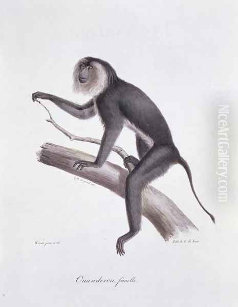 Ouanderou monkey, engraved by C. de Last, plate 137 (44) from Vol 2 of 'The Natural History of Mammals' by Georges Cuvier and E. Geoffroy Sainte-Hilaire, pub. 1824 - view 1