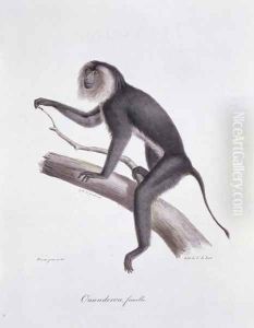 Ouanderou monkey, engraved by C. de Last, plate 137 (44) from Vol 2 of 'The Natural History of Mammals' by Georges Cuvier and E. Geoffroy Sainte-Hilaire, pub. 1824 by Werner