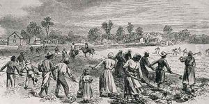 Labour in the Cotton Fields, Hoeing the Young Plants, illustration from Harpers Weekly, 1867, from The Pageant of America, Vol.3, by Ralph Henry Gabriel, 1926 by Alfred R. Waud