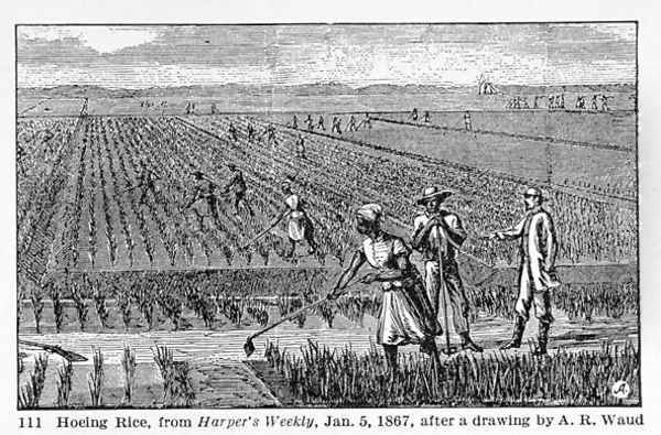 Hoeing Rice, illustration from Harpers Weekly, 1867, from The Pageant of America, Vol.3, by Ralph Henry Gabriel, 1926 - view 1