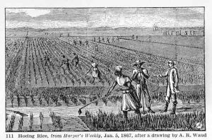 Hoeing Rice, illustration from Harpers Weekly, 1867, from The Pageant of America, Vol.3, by Ralph Henry Gabriel, 1926 by Alfred R. Waud