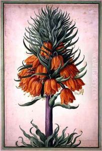 Fritillaria imperialis (crown imperial) plate 25 from the Nassau Florilegium by Johann Jakob Walther