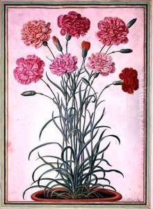 Carnations growing from a pot, plate 25 from the Nassau Florilegium by Johann Jakob Walther