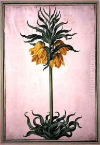 Fritillaria imperialis Aurora (crown imperial) plate 23 from the Nassau Florilegium