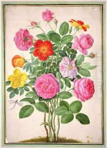Roses, plate 4 from the Nassau Florilegium by Johann Jakob Walther