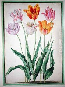 Tulips, from the Nassau Florilegium