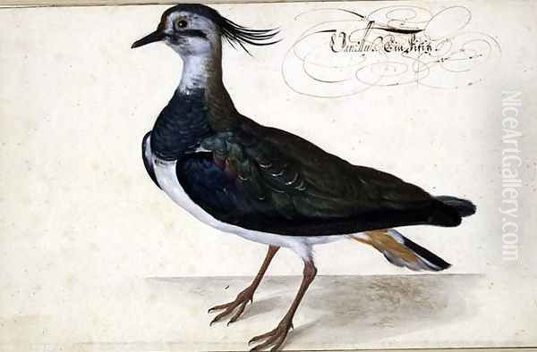 Study of a Lapwing - view 1