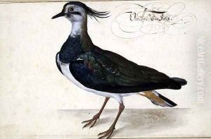 Study of a Lapwing by Johann Jakob Walther