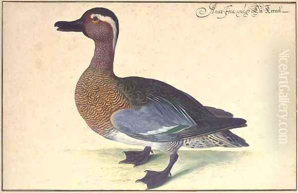 A male teal - view 1