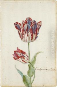 Two Red And White Tulips: Colombijn And Wit Van Poelenburg by Jacob Marrel