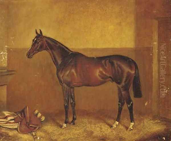 General Peace, a dark brown racehorse in a stable - view 1
