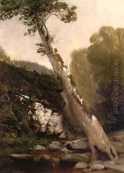 Sycamore, Catskill Clove, Below Haines Falls - view 1