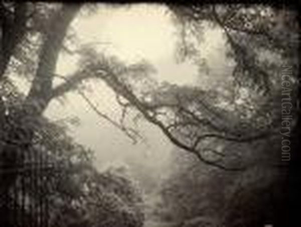 Trees In Fog, Belgium - view 1
