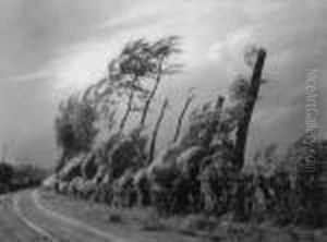 Baume Im Sturm Baume Im Sturm