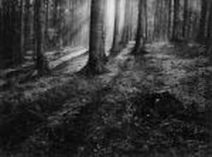 Foret De Hetres