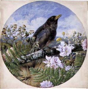 Blackbird, 1864 by Harrison William Weir