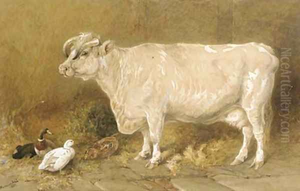 Cow with ducks in a barn - view 1
