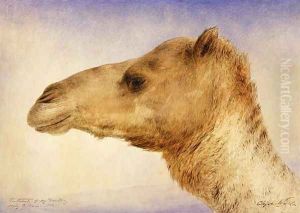 Portrait of the Artist's Dromedary, 1862