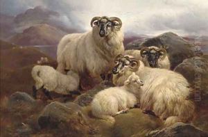 Sheep on the Welsh hills Sheep on the Welsh hills