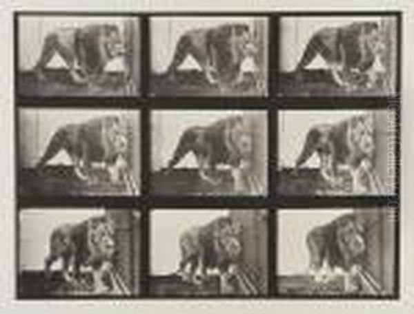 Lion Walking - view 1