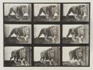 Lion Walking by Eadweard Muybridge