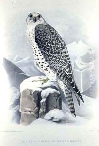 Icelandic Falcon, from Traite de Fauconnerie by H. Schlegel & A.H. Verster de Wulverhorst, 1844-53 by Mattias Wolf