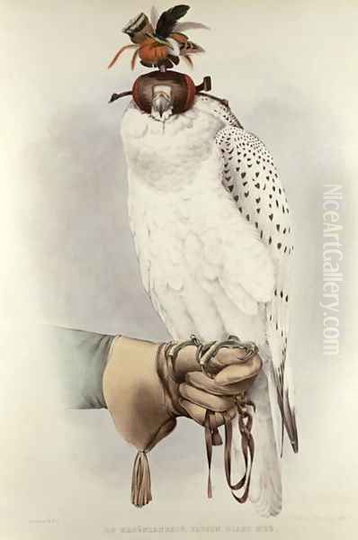 Le Groenlandais, Faucon Blanc Mue, from Traite de Fauconnerie by H. Schlegel & A.H. Verster de Wulverhorst, 1844-53 - view 1