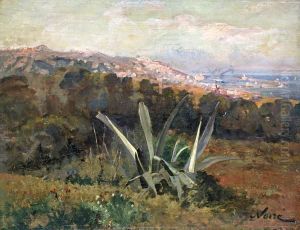 Agave Dans Un Champ Dominant La Baie D'alger