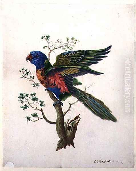 Parrot - view 1