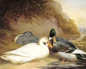 Ducks by a river by Thomas Woodward
