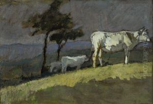 Bovini Al Pascolo Bovini Al Pascolo