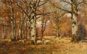 Sheep Grazing In A Woodland Interior