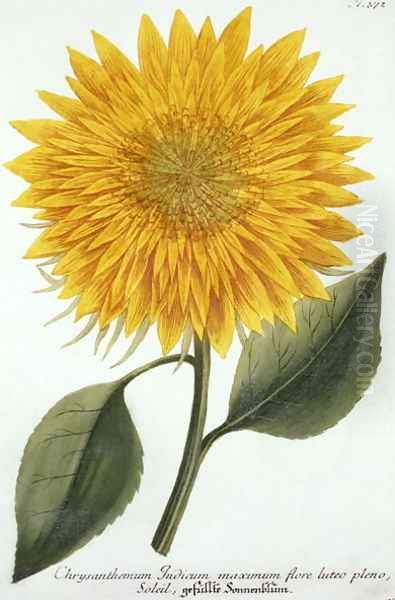 Chrysanthemum Indicum from Pythanthoza Iconographica, published in Germany, 1737-45 - view 1