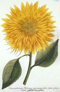 Chrysanthemum Indicum from Pythanthoza Iconographica, published in Germany, 1737-45 by Johann Wilhelm Weinman
