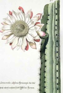 Cereus Erectus Altissimus Syrinamensis from Phythanthoza Iconographica published in Germany, 1737-45 by Johann Wilhelm Weinman