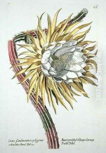 Cereus Scandens Minor Polygonus from Phythanthoza Iconographica, published in Germany, 1737-45
