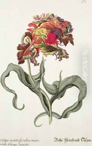 Tulipa Monstrosa Rubra Maior from Phythanthoza Iconographica, published in Germany, 1737-45 by Johann Wilhelm Weinman