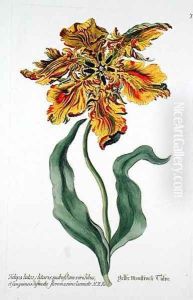 Tulipa Lutea from Phythanthoza Iconographica, published in Germany, 1737-45