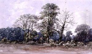 Trees at Perry Bar near Birmingham