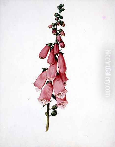 Foxglove (Digitalis purpura) - view 1