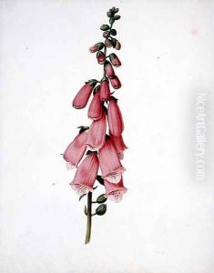 Foxglove (Digitalis purpura) by Pieter Withoos