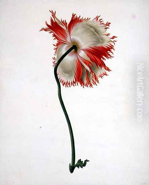 Field Poppy, seen from behind - view 1