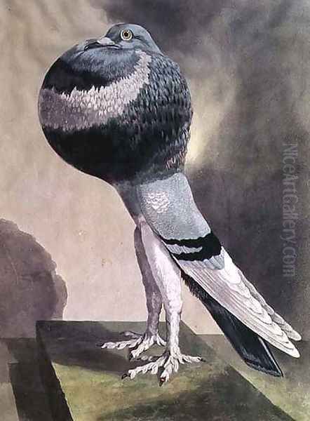 Portrait of Pouter Pigeon - view 1