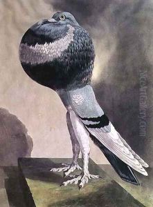 Portrait of Pouter Pigeon by D. Wolsenholme