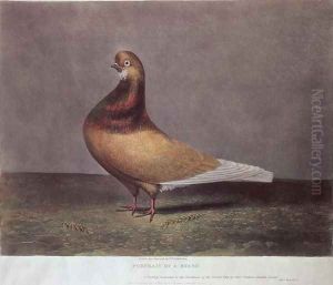 Portrait of a Beard Pigeon by D. Wolsenholme