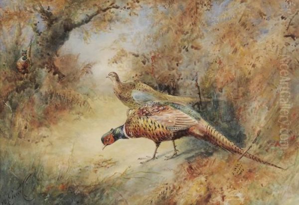 Pheasants In A Woodland Landscape - view 1