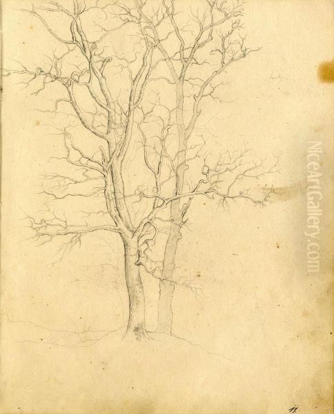 Studies Of Trees, - view 1