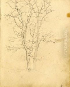 Studies Of Trees,
