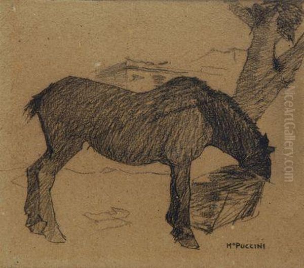 Cavallo - view 1